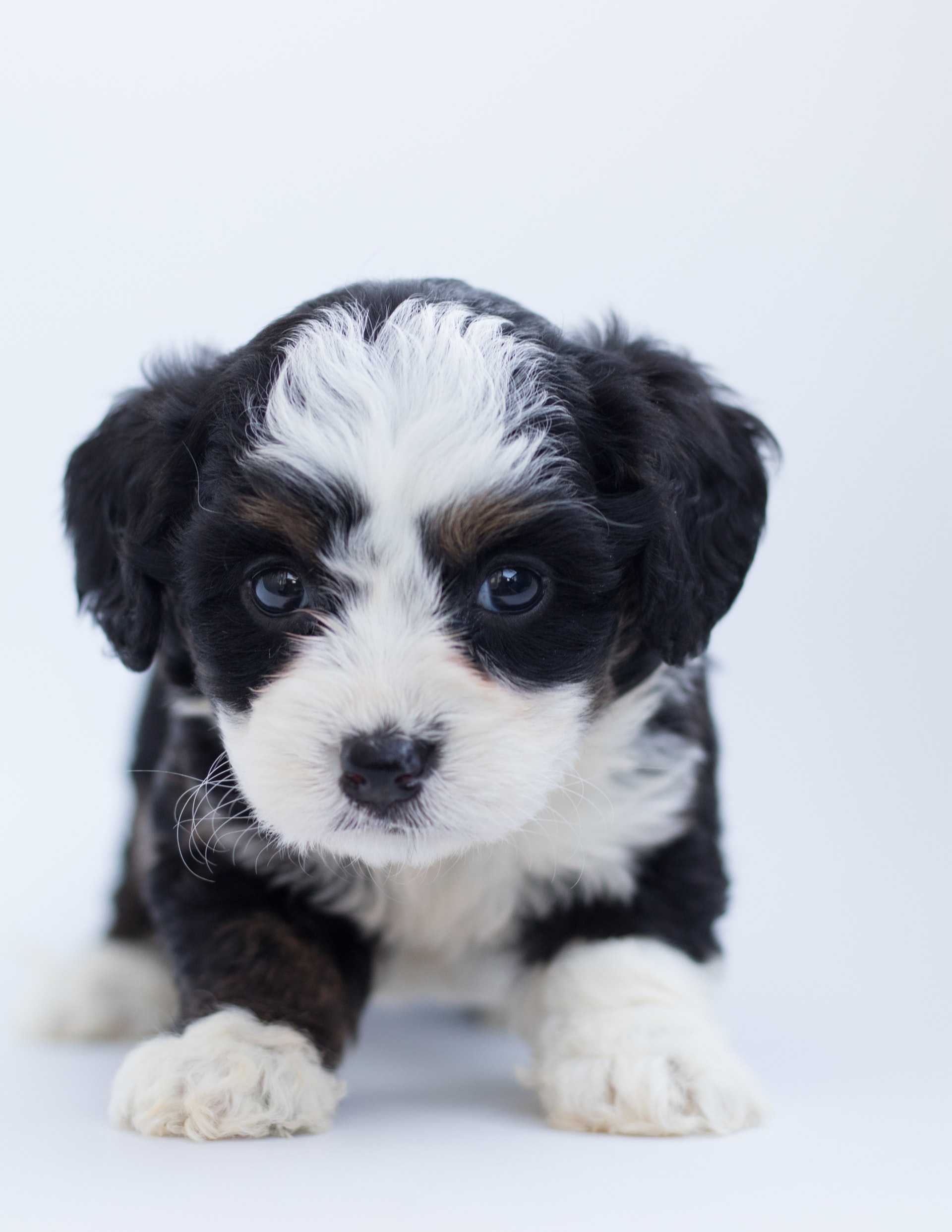 adorable-animal-bernedoodle | Expand with Julius and Xpnsion Network