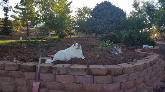 dogs resting on garden | Expand with Julius and Xpnsion Network